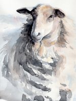 Watercolor Sheep II