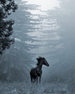 Horse in the Trees I