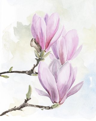 Magnolia Blooms I