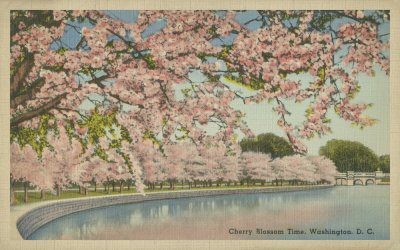 Cherry Blossom Time