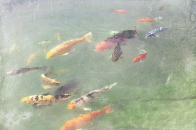 Koi Reflections I