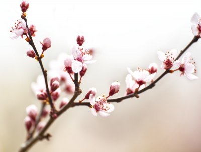 Cherry Blossom Study I