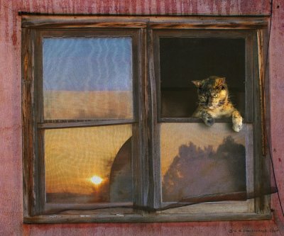 Kitten Window